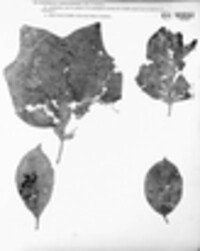 Hypoderma rubi image